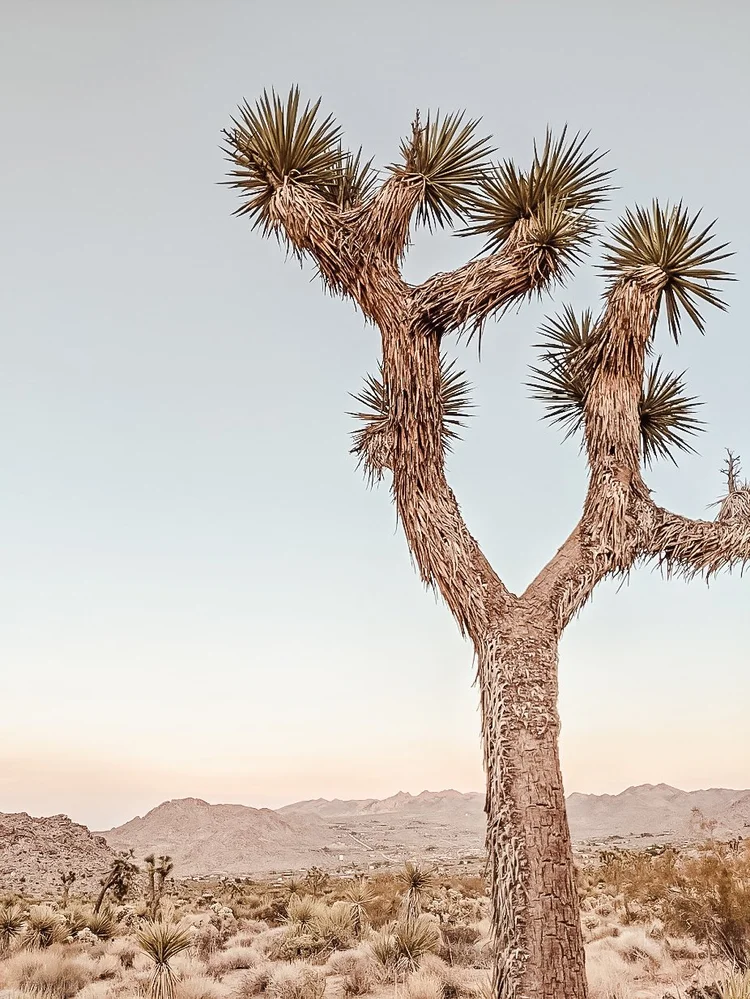 Joshua tree landscape